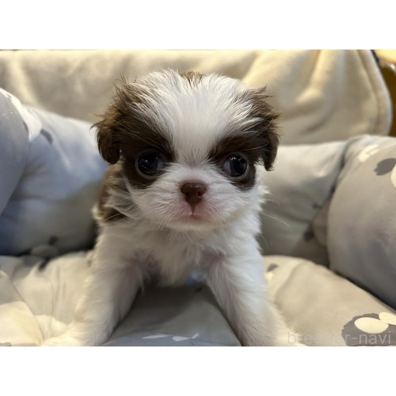 販売中の静岡県の狆 (チン)-427419の3枚目