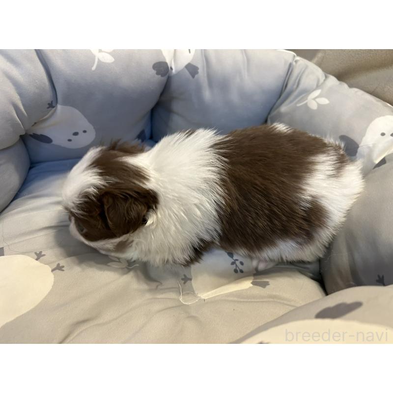 販売中の静岡県の狆 (チン)-427419の2枚目