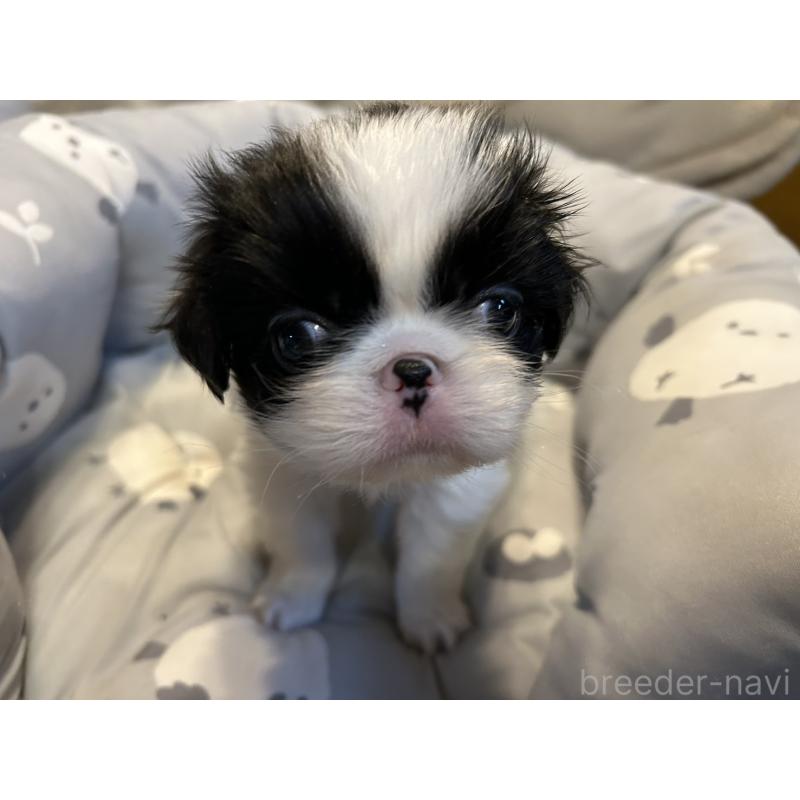 販売中の静岡県の狆 (チン)-427429