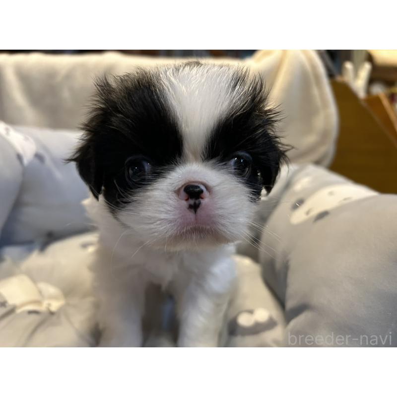 販売中の静岡県の狆 (チン)-427429の8枚目