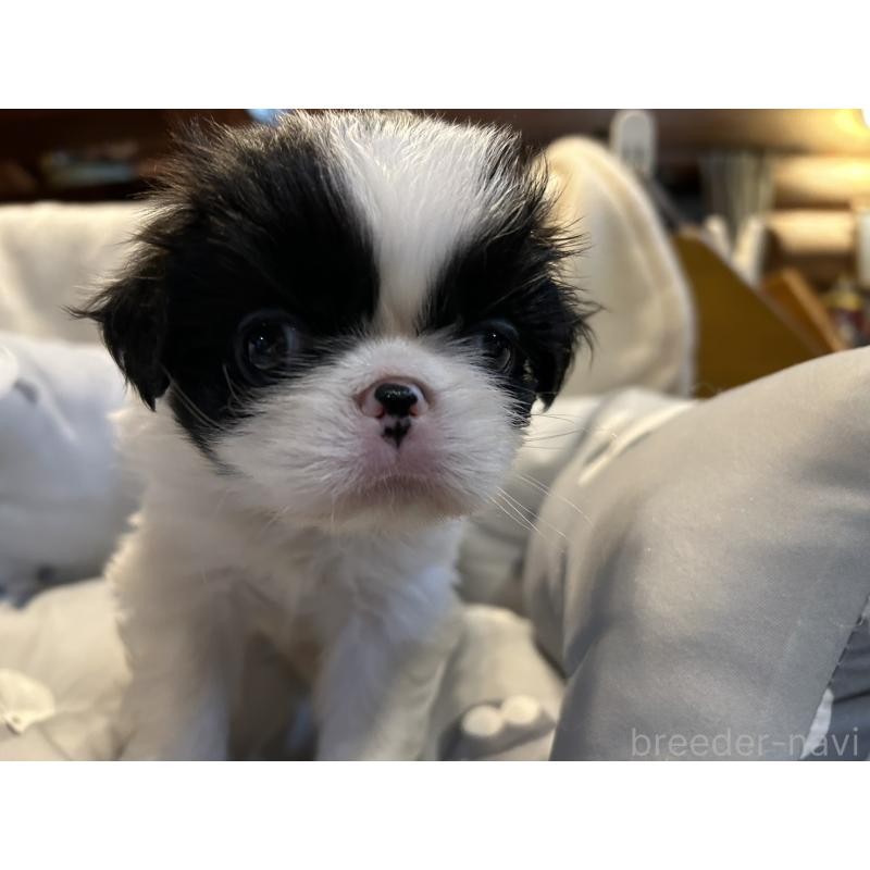 販売中の静岡県の狆 (チン)-427429の7枚目