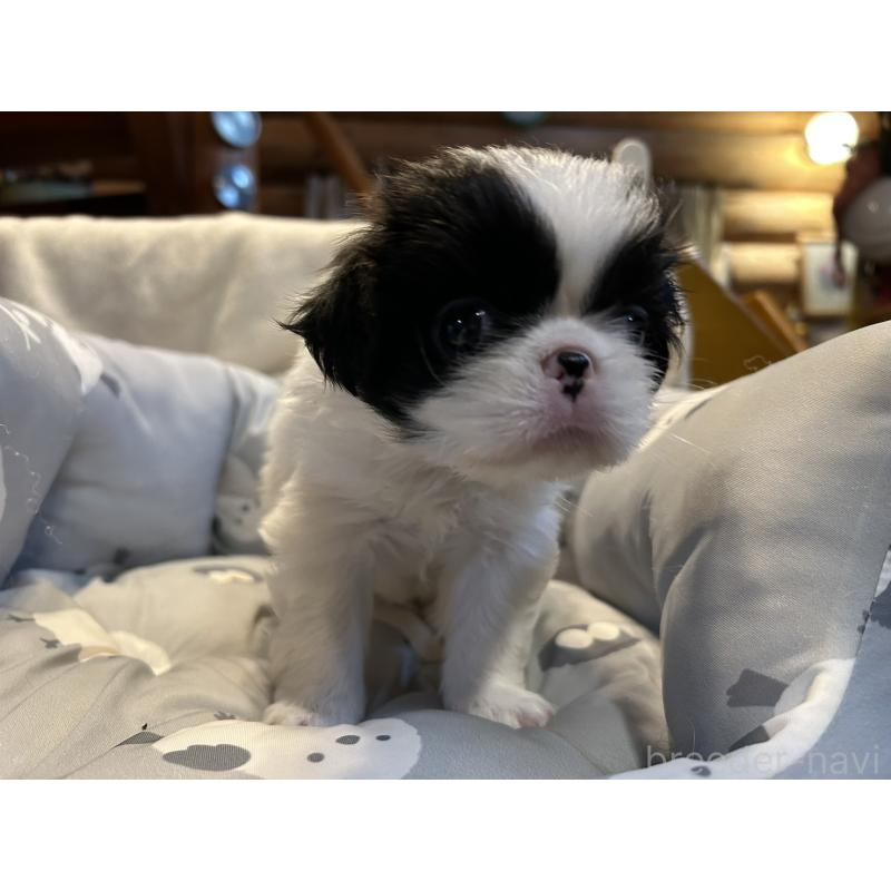 販売中の静岡県の狆 (チン)-427429の6枚目