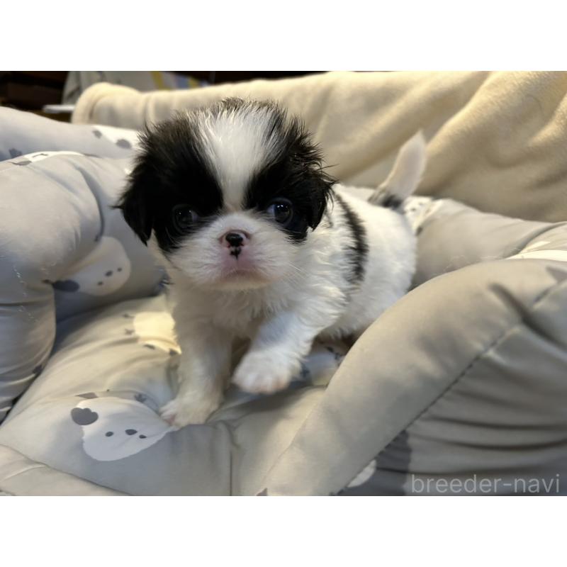 販売中の静岡県の狆 (チン)-427429の5枚目