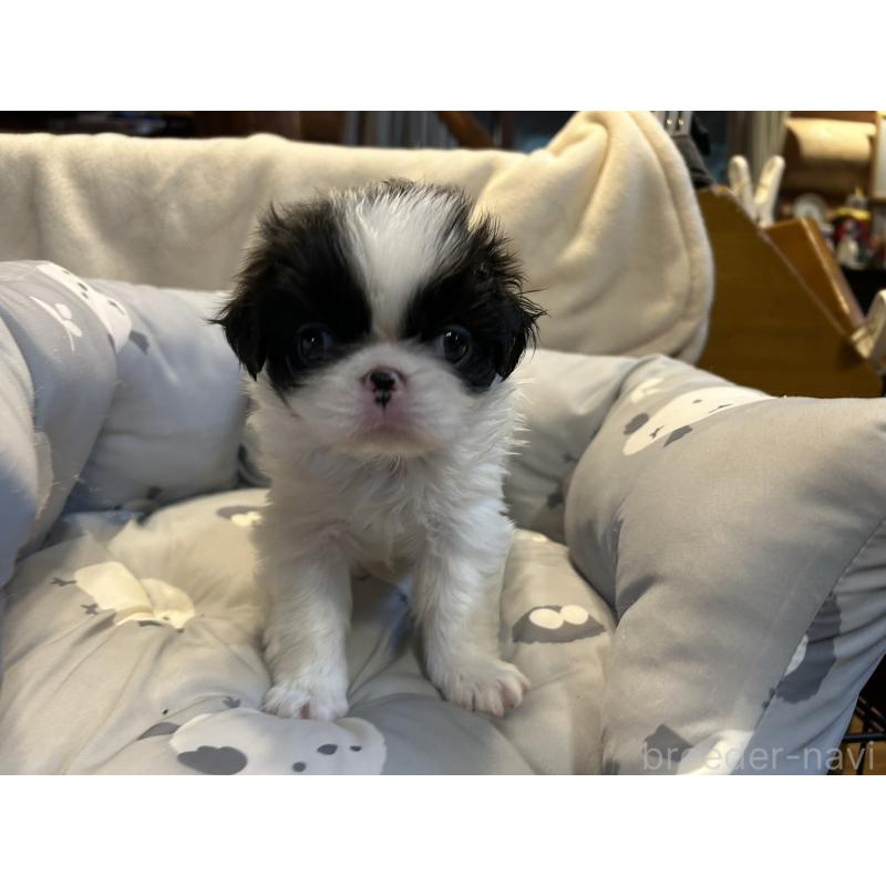 販売中の静岡県の狆 (チン)-427429の4枚目