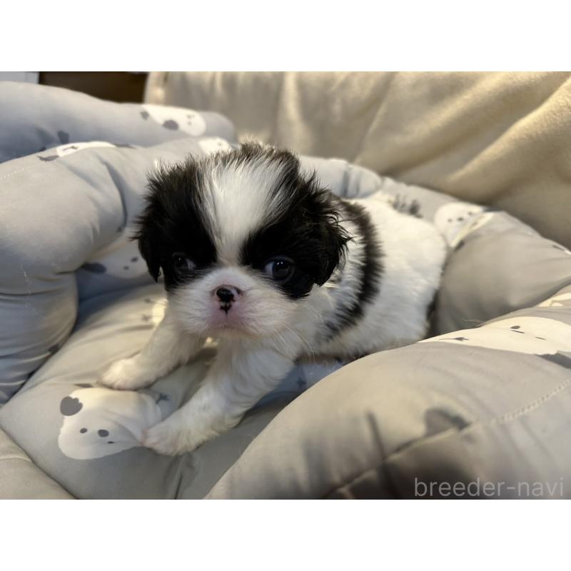 販売中の静岡県の狆 (チン)-427429の3枚目