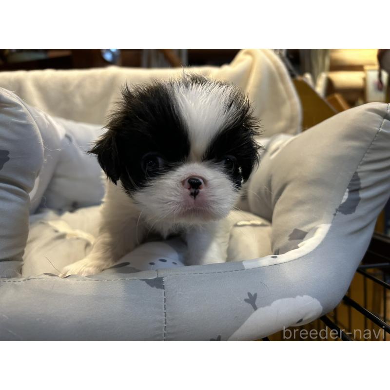 販売中の静岡県の狆 (チン)-427429の2枚目