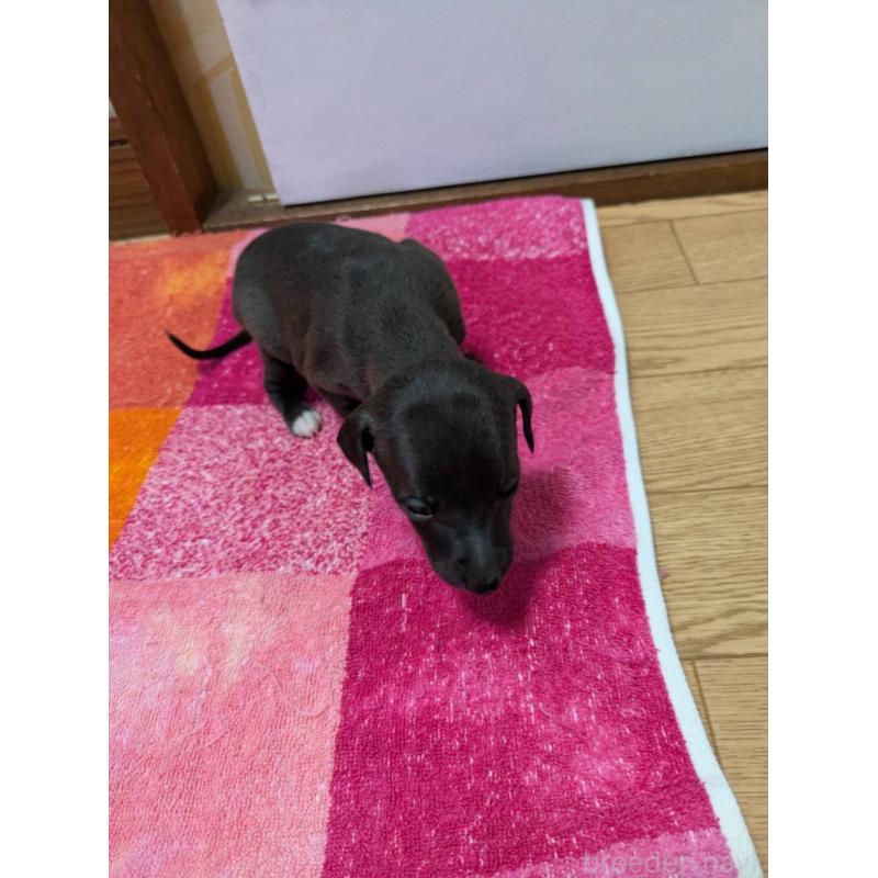 販売中の宮城県のイタリアングレーハウンド(イタグレ)-427435の4枚目