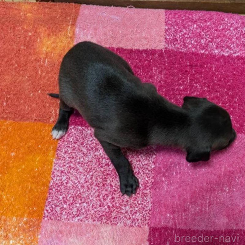 販売中の宮城県のイタリアングレーハウンド(イタグレ)-427435の3枚目