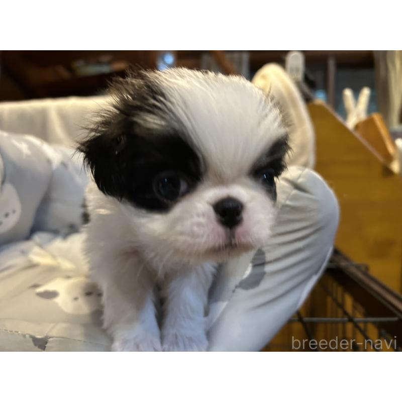 販売中の静岡県の狆 (チン)-427437の8枚目