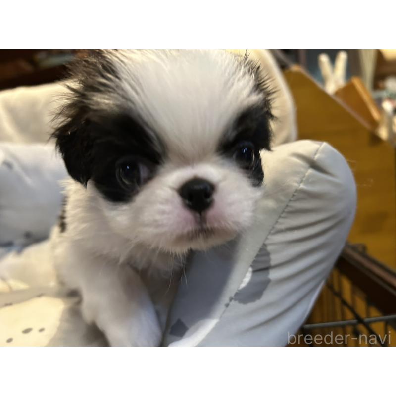 販売中の静岡県の狆 (チン)-427437の7枚目