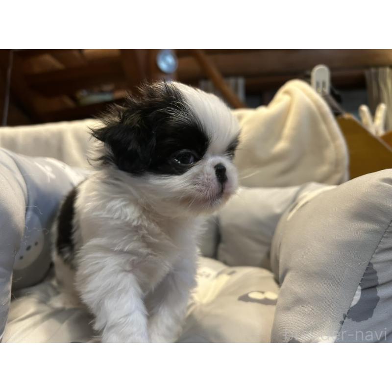 販売中の静岡県の狆 (チン)-427437の6枚目