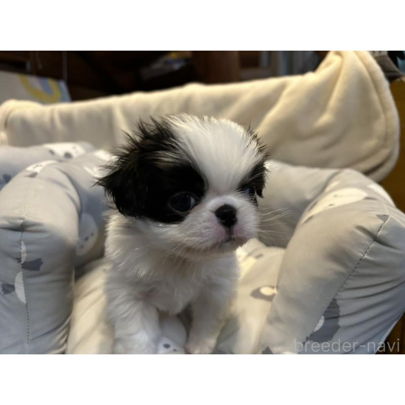 販売中の静岡県の狆 (チン)-427437の5枚目