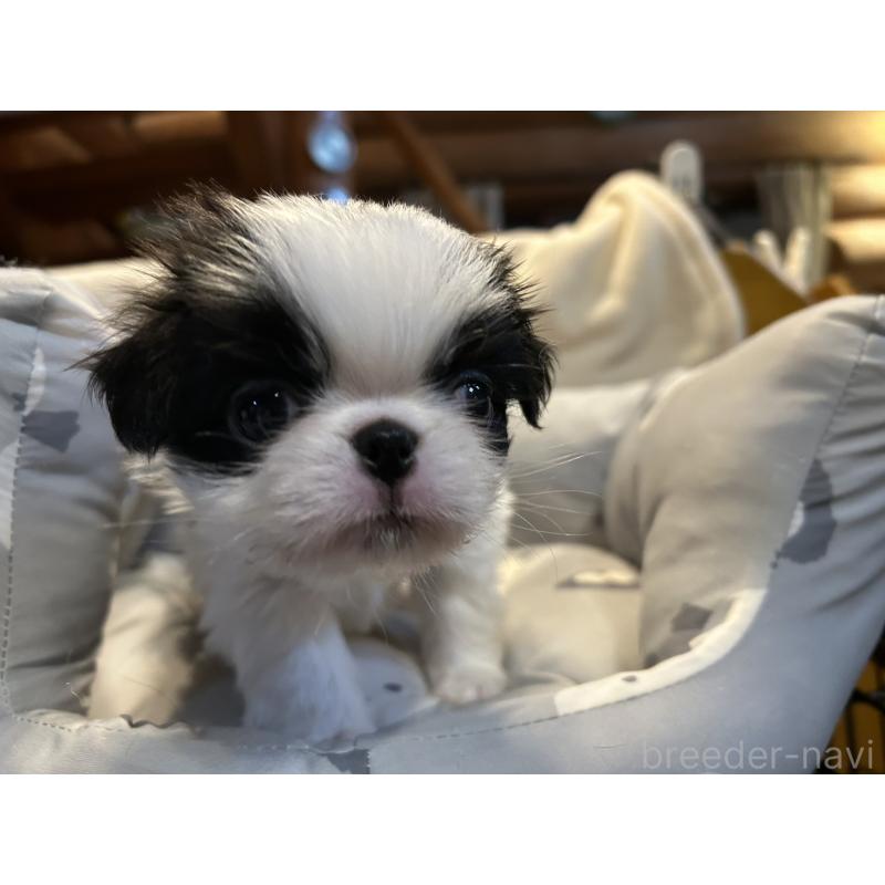 販売中の静岡県の狆 (チン)-427437の4枚目