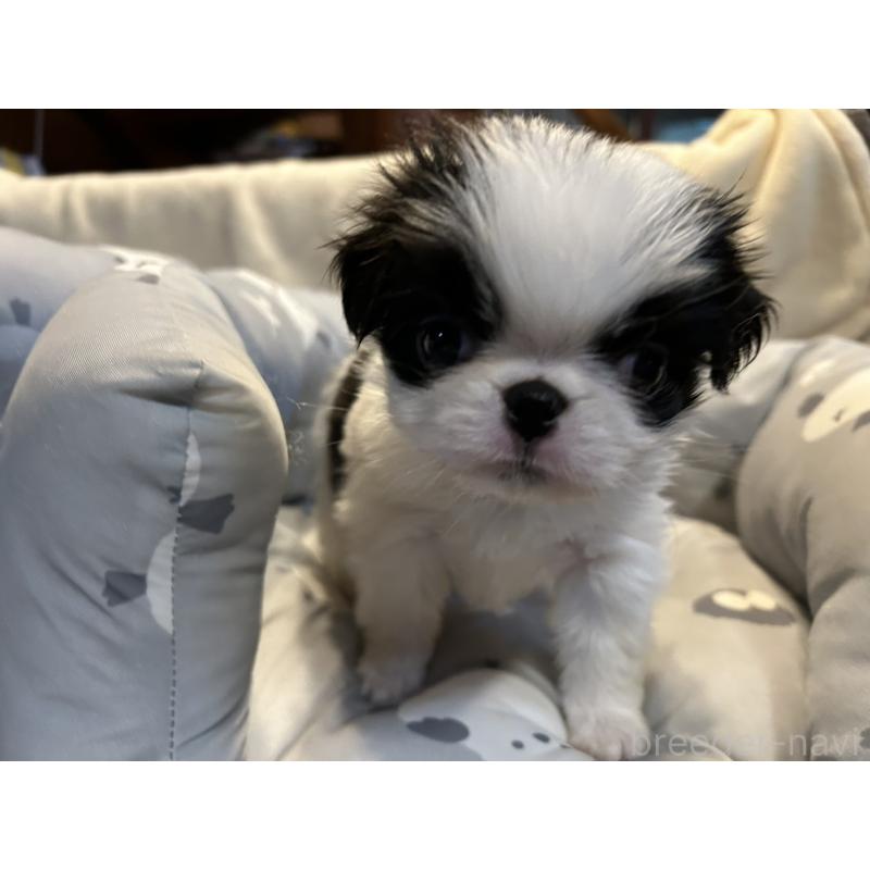 販売中の静岡県の狆 (チン)-427437の3枚目