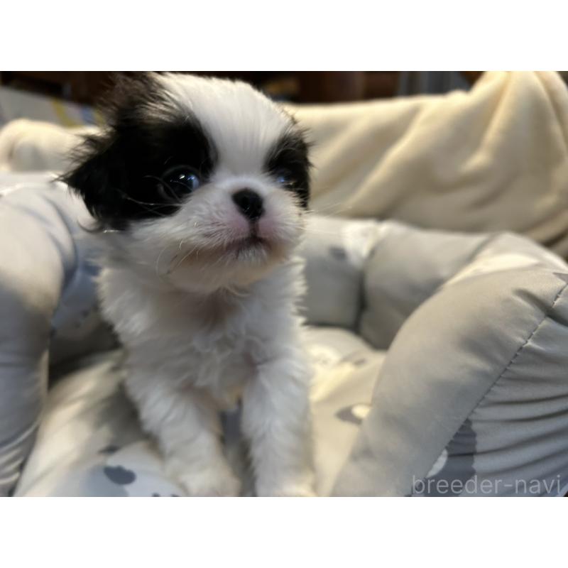 販売中の静岡県の狆 (チン)-427437