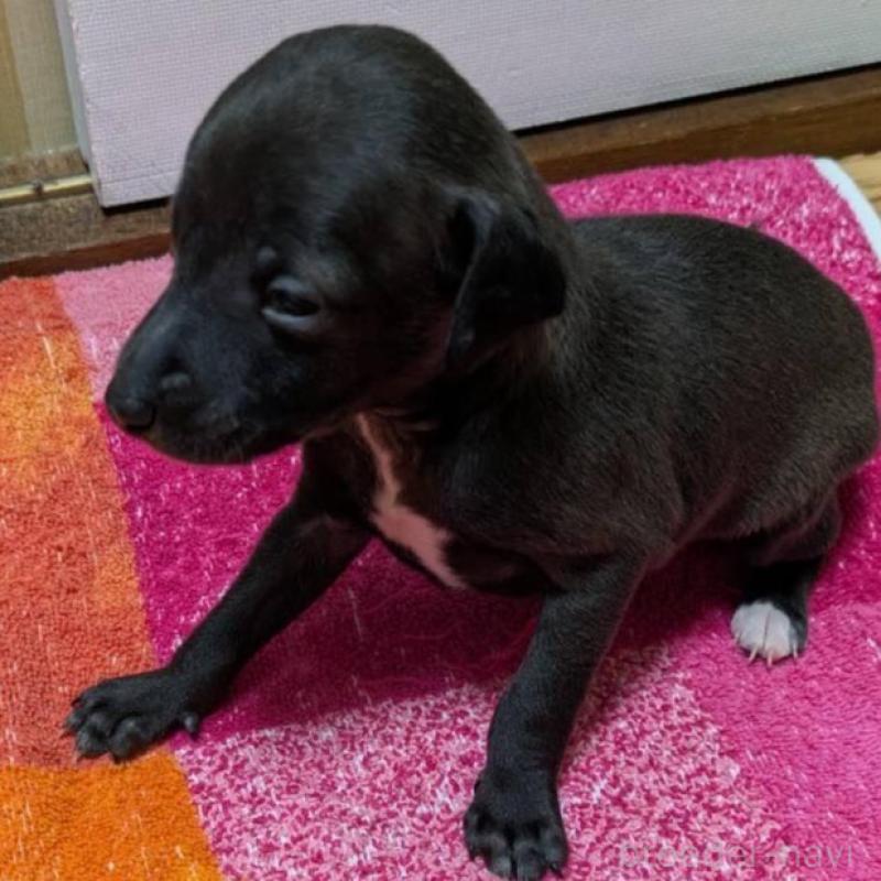 販売中の宮城県のイタリアングレーハウンド(イタグレ)-427435の2枚目