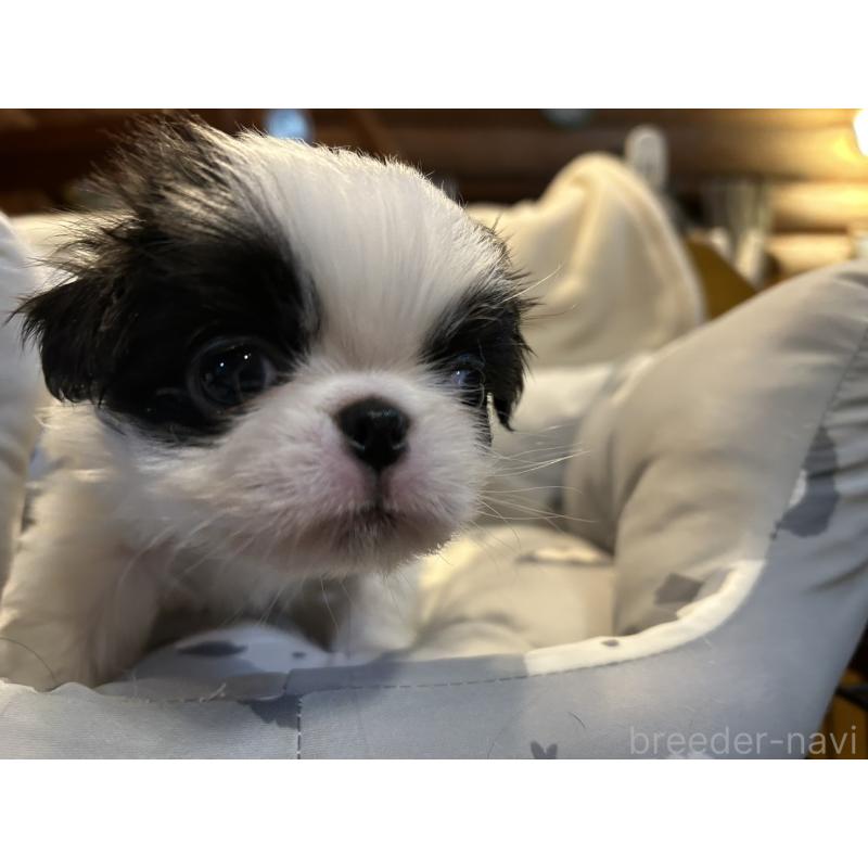 販売中の静岡県の狆 (チン)-427437の2枚目