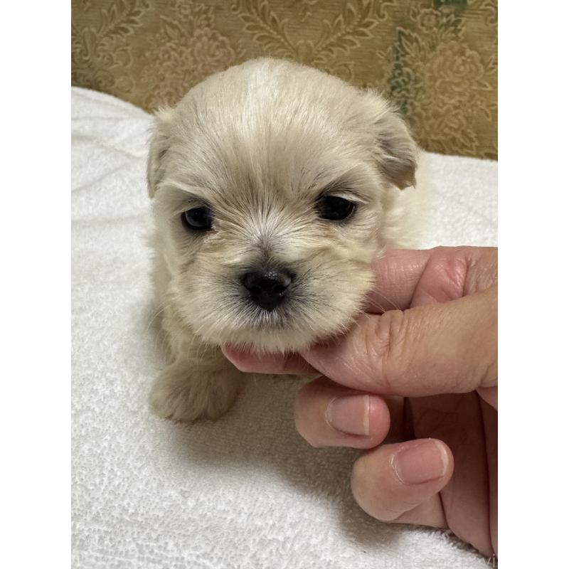 販売中の岡山県のミックス犬-427440の3枚目