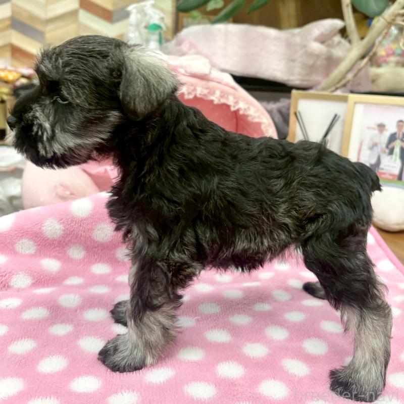 販売中の大阪府のミニチュアシュナウザー-427439の9枚目