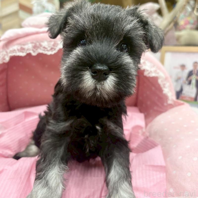 販売中の大阪府のミニチュアシュナウザー-427439の8枚目