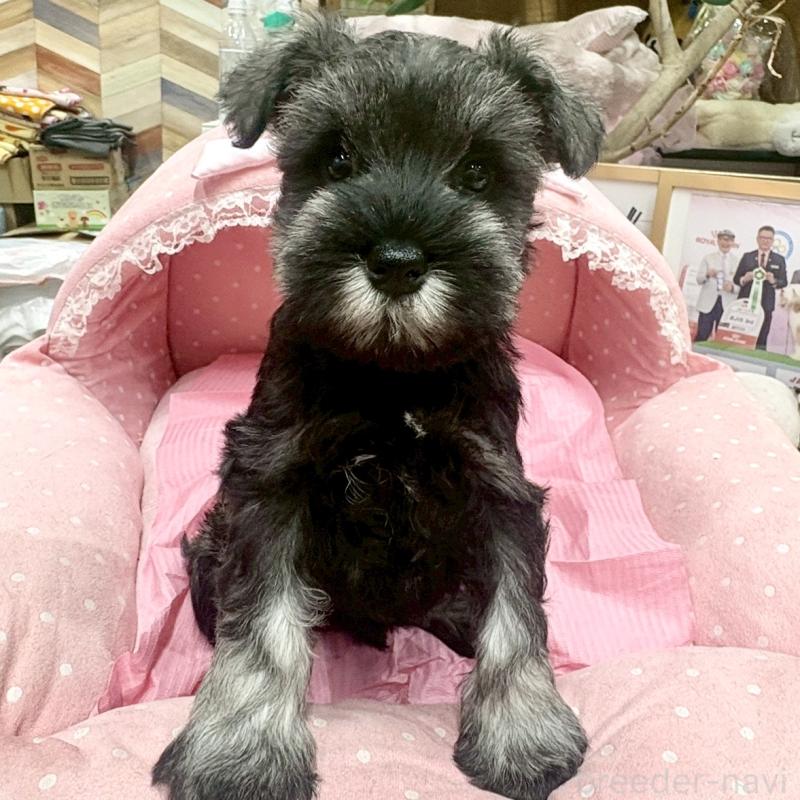 販売中の大阪府のミニチュアシュナウザー-427439の7枚目