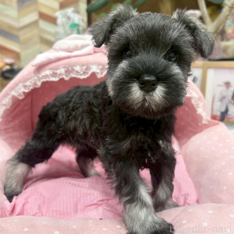 販売中の大阪府のミニチュアシュナウザー-427439の6枚目