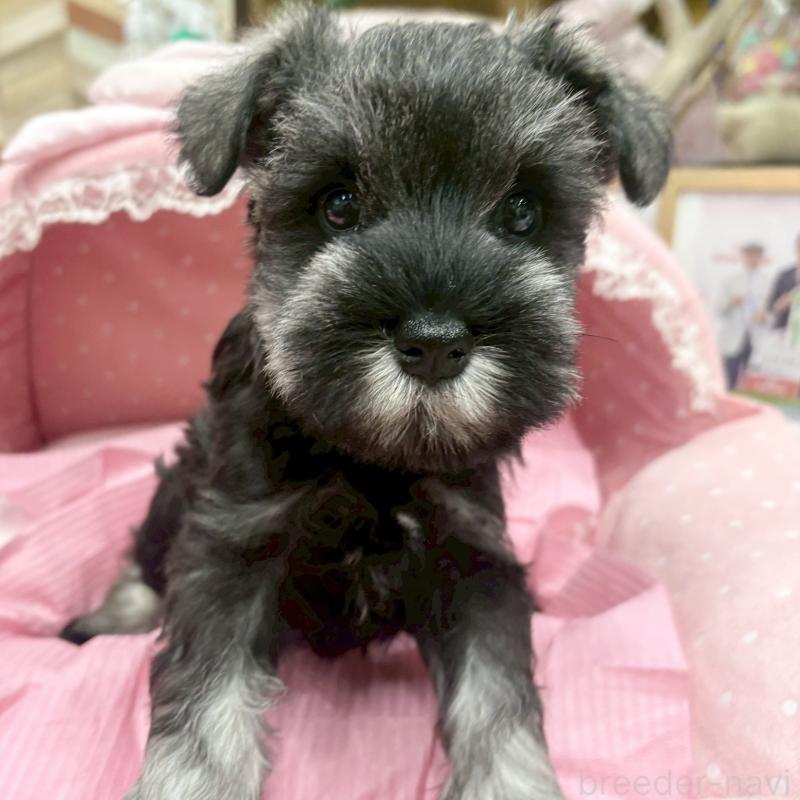 販売中の大阪府のミニチュアシュナウザー-427439の5枚目