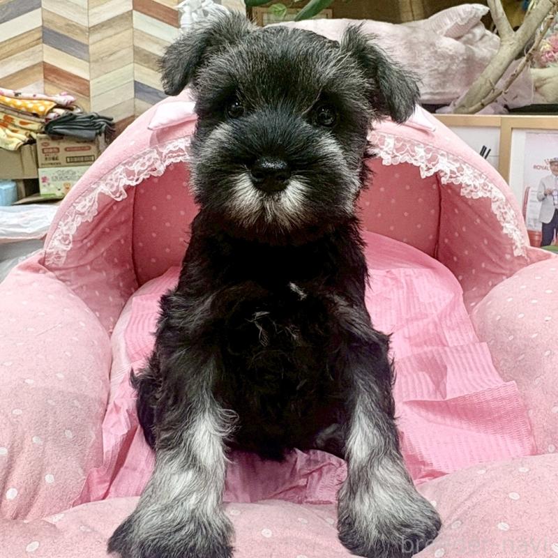 販売中の大阪府のミニチュアシュナウザー-427439の4枚目