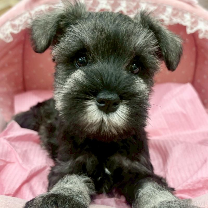 販売中の大阪府のミニチュアシュナウザー-427439の3枚目