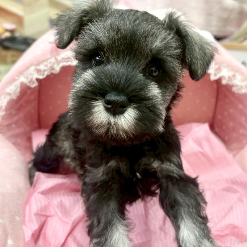 販売中の大阪府のミニチュアシュナウザー-427439の2枚目