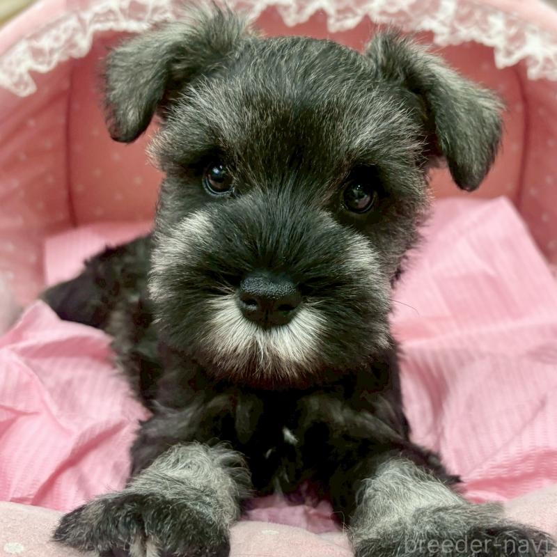 販売中の大阪府のミニチュアシュナウザー-427439