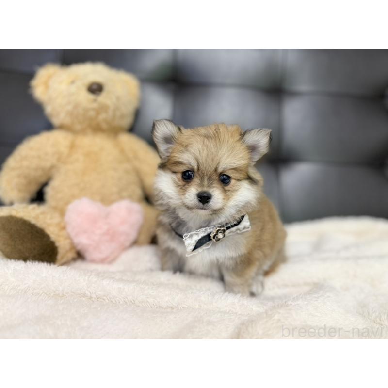 販売中の愛知県のポメチワ:ポメラニアン×チワワ-427448の1枚目