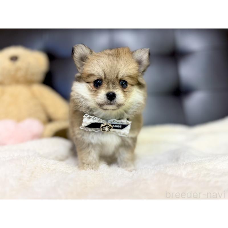 販売中の愛知県のポメチワ:ポメラニアン×チワワ-427448の7枚目