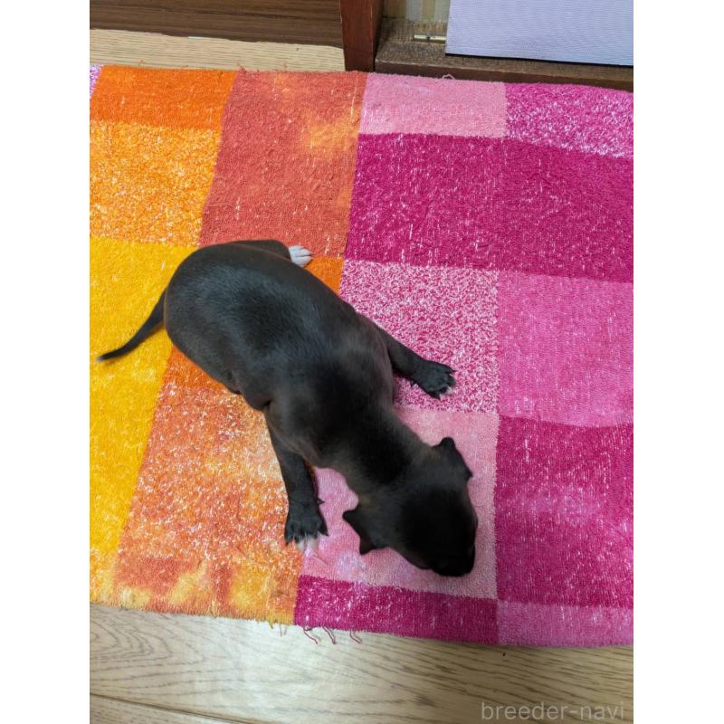 販売中の宮城県のイタリアングレーハウンド(イタグレ)-427449の4枚目