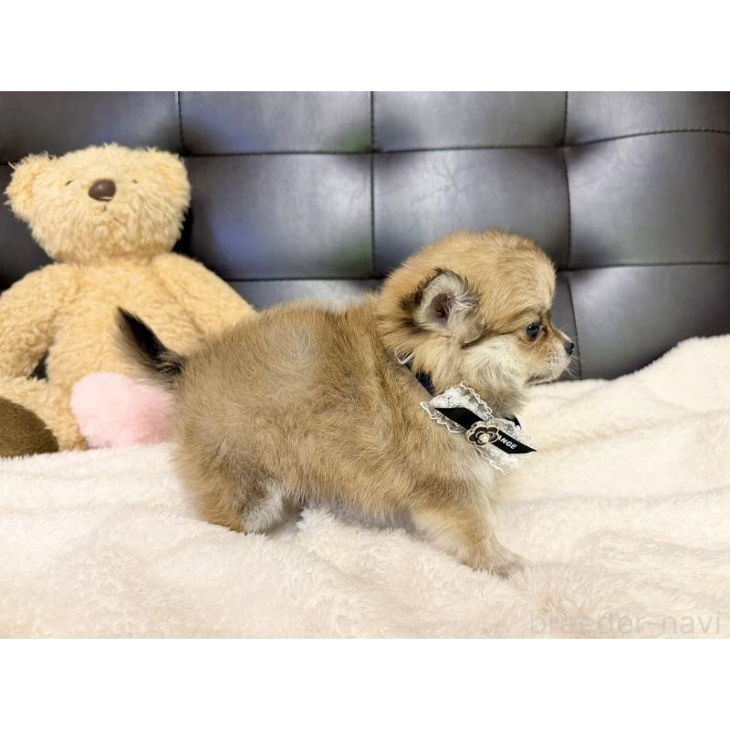 販売中の愛知県のポメチワ:ポメラニアン×チワワ-427448の5枚目