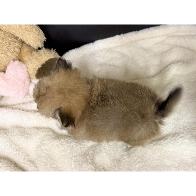 販売中の愛知県のポメチワ:ポメラニアン×チワワ-427448の6枚目
