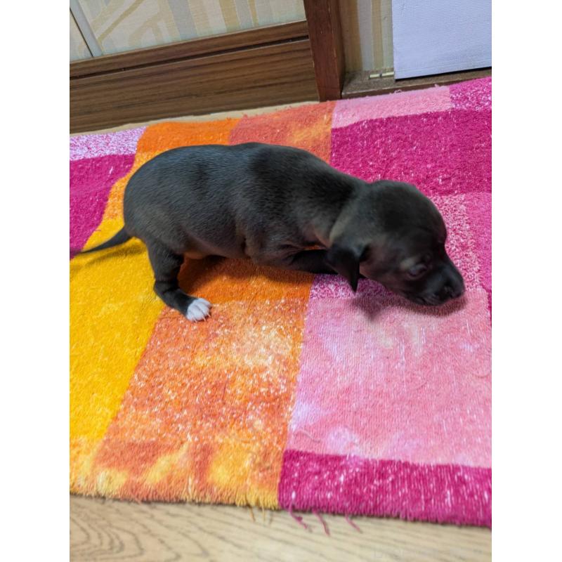 販売中の宮城県のイタリアングレーハウンド(イタグレ)-427449の3枚目