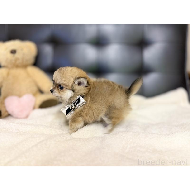 販売中の愛知県のポメチワ:ポメラニアン×チワワ-427448の4枚目