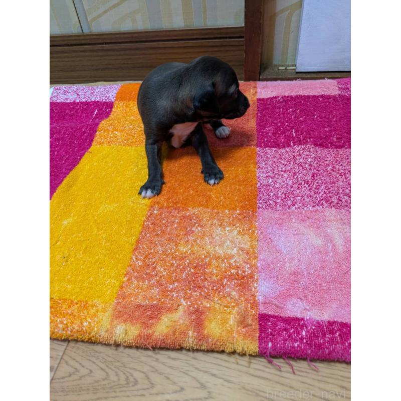 販売中の宮城県のイタリアングレーハウンド(イタグレ)-427449の2枚目