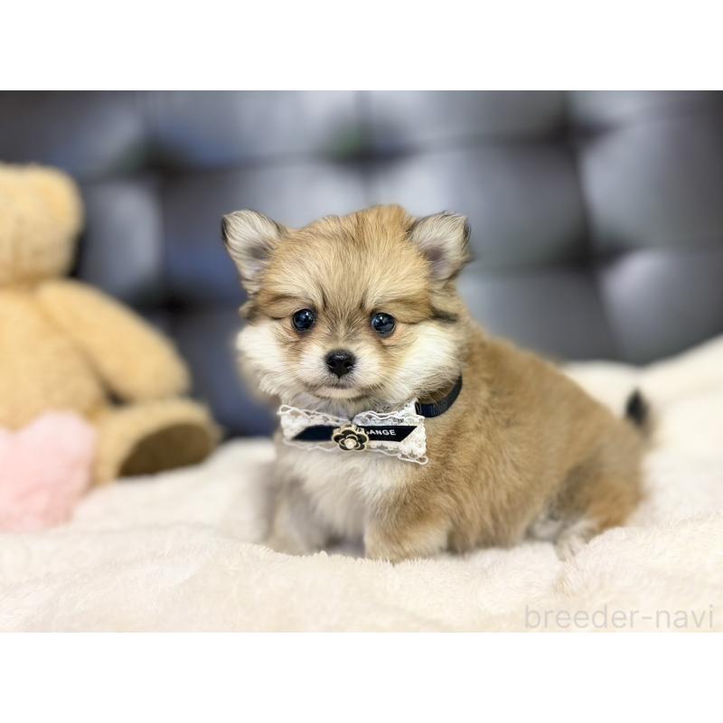 販売中の愛知県のポメチワ:ポメラニアン×チワワ-427448の3枚目