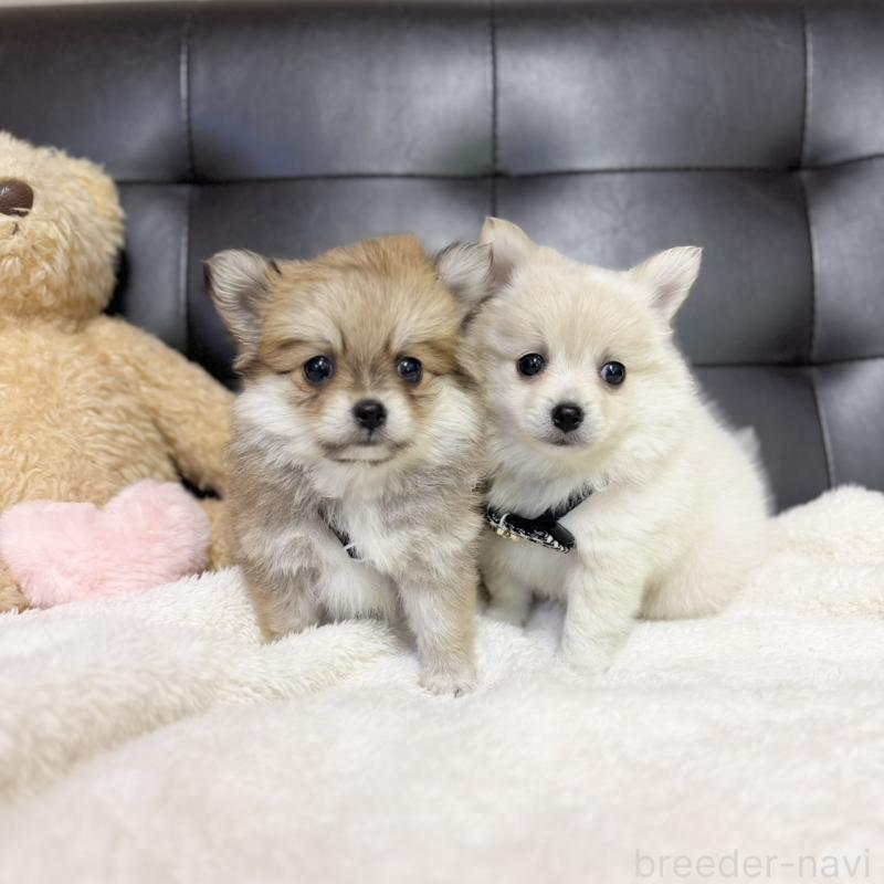 販売中の愛知県のポメチワ:ポメラニアン×チワワ-427448の2枚目