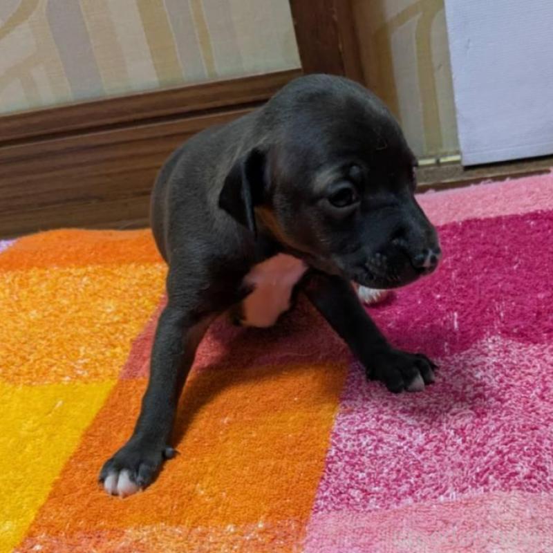 販売中の宮城県のイタリアングレーハウンド(イタグレ)-427449