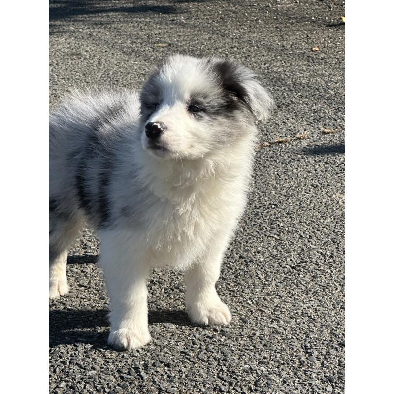 販売中の群馬県のボーダーコリー-427465の6枚目