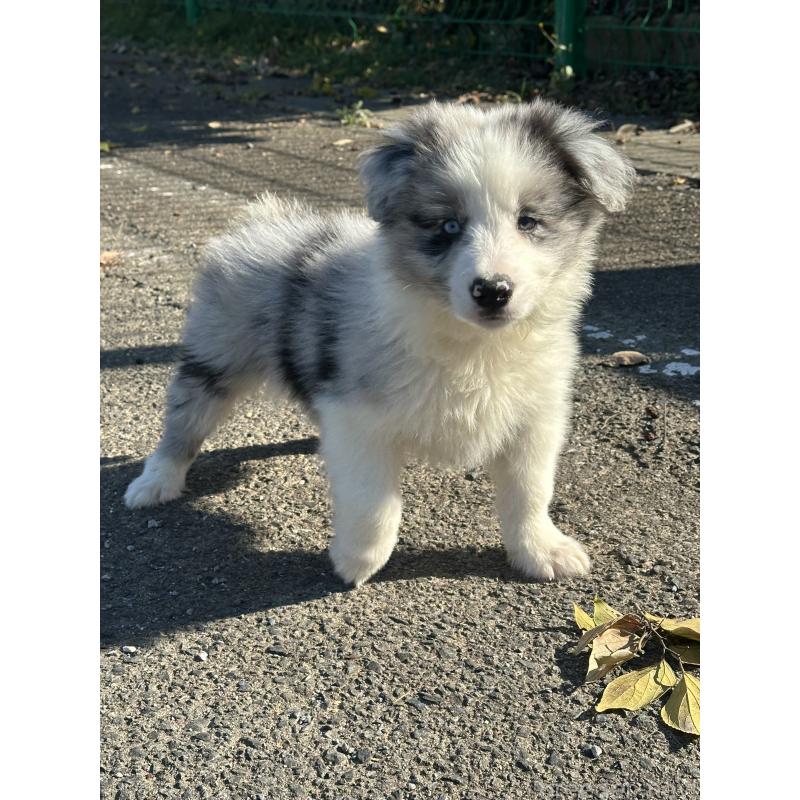 販売中の群馬県のボーダーコリー-427465の5枚目