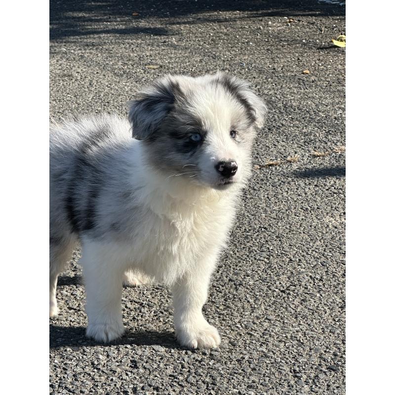 販売中の群馬県のボーダーコリー-427465の3枚目