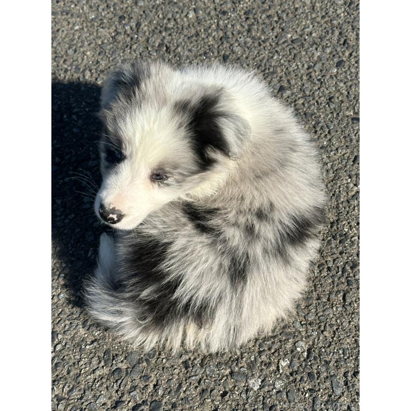 販売中の群馬県のボーダーコリー-427465の2枚目