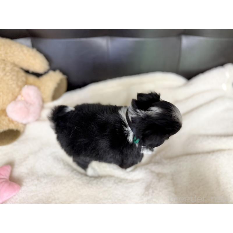 販売中の愛知県のチワワ(ロングコート)-427457の5枚目