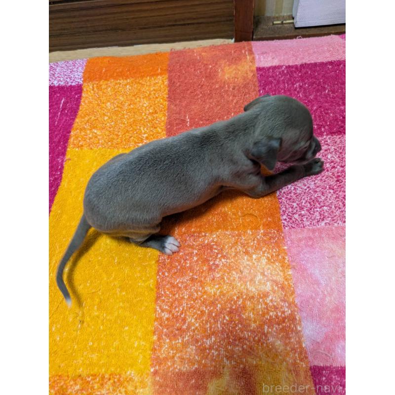 販売中の宮城県のイタリアングレーハウンド(イタグレ)-427464の3枚目