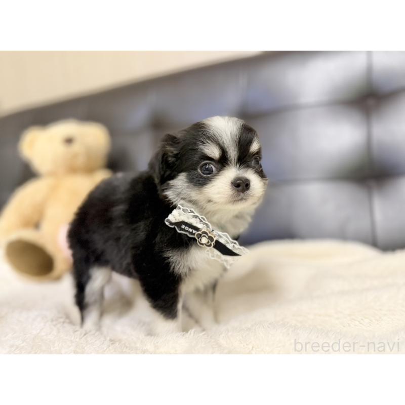 販売中の愛知県のチワワ(ロングコート)-427457の4枚目