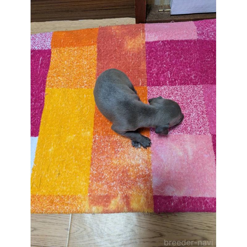 販売中の宮城県のイタリアングレーハウンド(イタグレ)-427464の2枚目